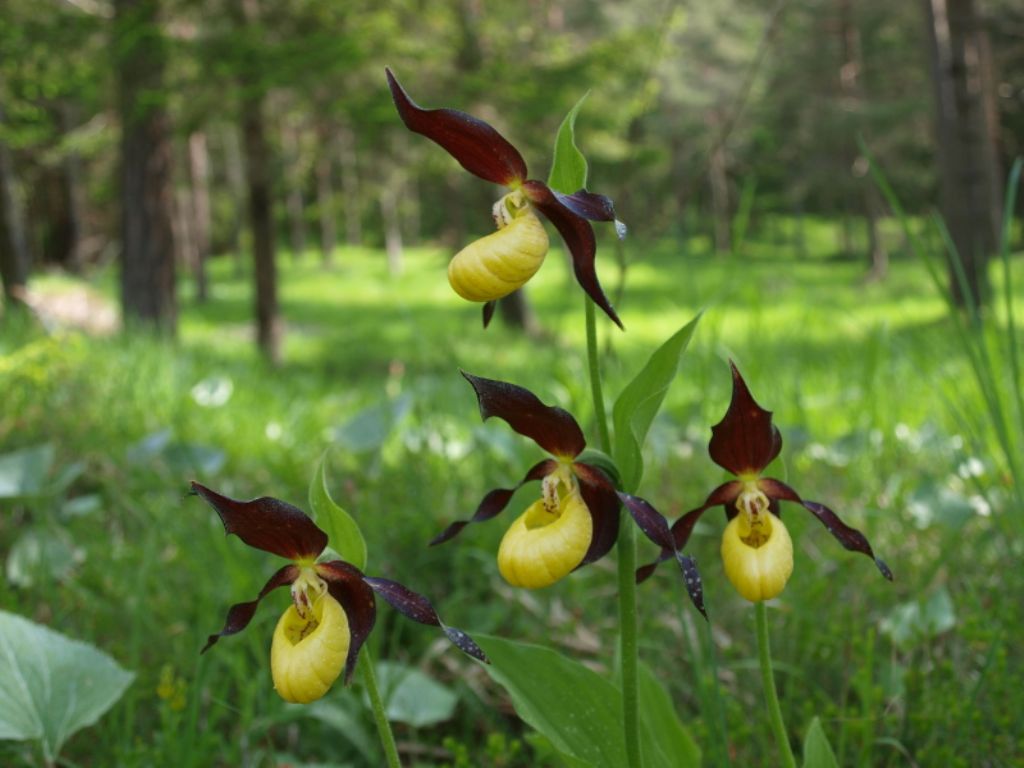 Quale Dactylorhiza?